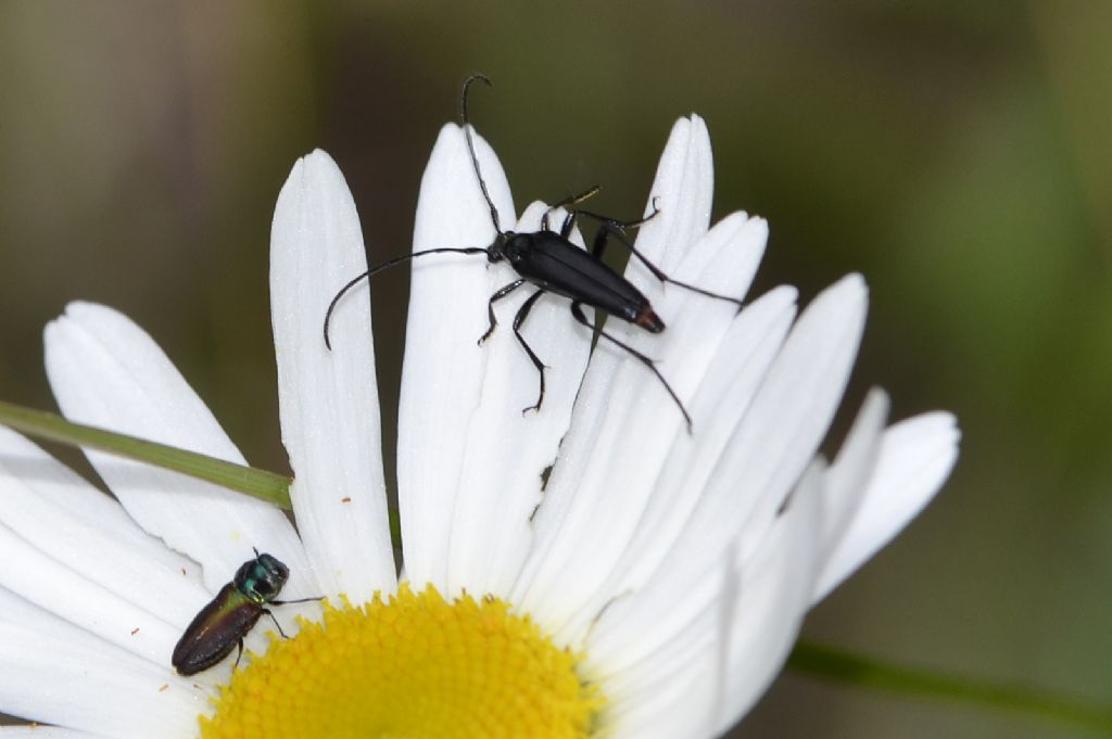 Stenurella nigra e Anthaxia